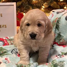 Spice - Light golden Golden Retriever puppy in Mesa, Arizona from Superstition Goldens