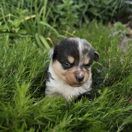 E34 - Blue female Companion Cross puppy in Fairview, South Dakota from Dakota Toy Aussies
