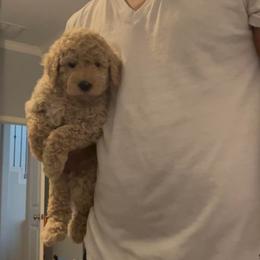 Butterfinger - Apricot male Goldendoodle puppy in Richmond, Texas from Harper’s Heartbeats