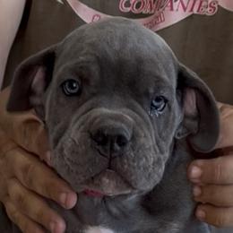 Hot Pink Collar Girl - Morganza x Lawman - AKC and ICCF - Gray female Cane Corso puppy in Gorman, Texas from McOmber Country Kennels