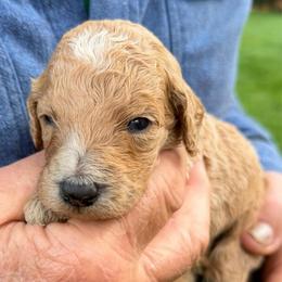 Reese - Apricot male Poodle puppy in St. Johnsbury, Vermont from Poodles of the Northern Woods