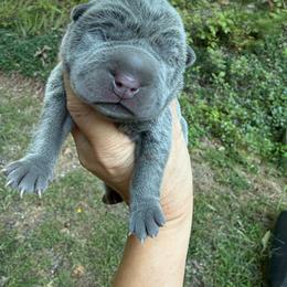 Thing - Blue male Chinese Shar-Pei puppy in Statesville, North Carolina from Red Clay's Chinese Shar-pei