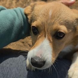 Blue - Sable male Pembroke Welsh Corgi puppy in Grass Valley, California from Triple M Ranch Corgi's