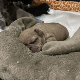 French Bulldog Puppies from Impecable Kennals