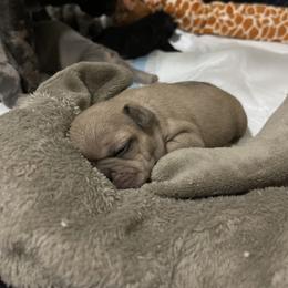 French Bulldog Puppies from Impecable Kennals
