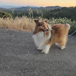 Toy Shetland Sheepdog puppies from LaLa's Lilliputian Lassies