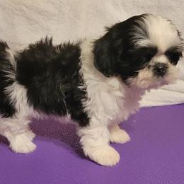 Nina - Black and white female Shih Tzu puppy in Parma, Ohio from D's DeVine Shih-Tzu