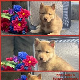Nami - Red and white female Siberian Husky puppy in Canton, Ohio from Bleu Skies Siberian Huskies