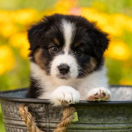 Girl 2 - Black tri-color female Australian Shepherd puppy in Mattawan, Michigan from EarlyUp Australian Shepherds
