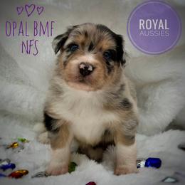 Opal - Blue merle female Australian Shepherd puppy in Petersburg, Indiana from Royal Aussie’s