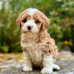 Bruno (Blue Collar) - Red male Bernedoodle puppy in Stanwood, Washington from Butter Cup Pups and Paws