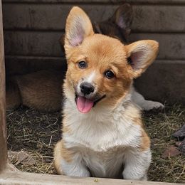 Smithwick - Red male Pembroke Welsh Corgi puppy in Rensselaer, Indiana from STR Corgis