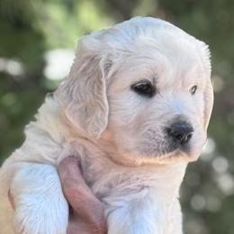 Boy 4 - Light golden male Golden Retriever puppy in Lake Hughes, California from Golden Hills Retrievers