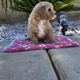 Cavapoo Puppies from Cool Cavapoos
