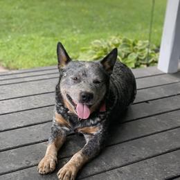 Caesar - Australian Cattle Dog
