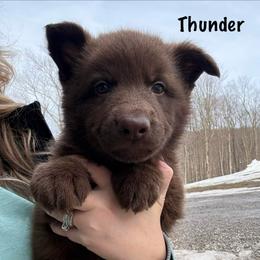Lime HC AKA Thunder - Liver male German Shepherd puppy in Terra Alta, West Virginia from Shepherd Country Farm and Kennels