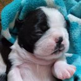Boston Terrier Puppies from Juwell's Bostons