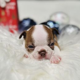 Boston Terrier Puppies from Castellanos Bostons