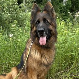 German Shepherds from Misty Hills German Shepherds