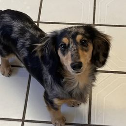 Sierra - Dachshund