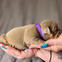 Princess - Lilac tri-color female Bulldog puppy in Burleson, Texas from Diamond Deluxx Frenchies