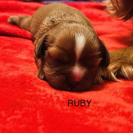 RUBY - Ruby female Cavalier King Charles Spaniel puppy in Temecula, California from McKenna Cavaliers in Southern California