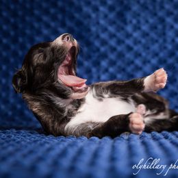 Silken Windhound Puppies from Amethyst Silken Windhounds