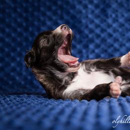 Silken Windhound Puppies from Amethyst Silken Windhounds