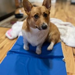 Pembroke Welsh Corgis from Old Blue Springs Corgis