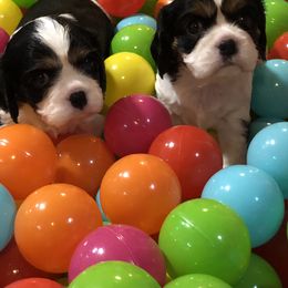 Cavalier King Charles Spaniel Puppies from Cavalier Kisses