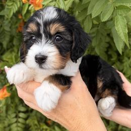 White girl - Tri-color female Bernedoodle puppy in Gilbert, Arizona from Azteddybeardoodles