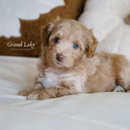 Peppermint Patty - Brown female Schnoodle puppy in Grove, Oklahoma from Grand Lake Poodles & Doodles
