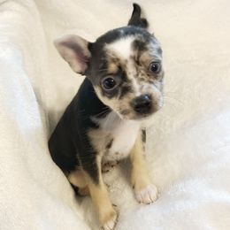 Melina - Black and silver Chihuahua puppy in Henderson, Kentucky from Western Kentucky Chihuahua’s and Chinese Crested’s