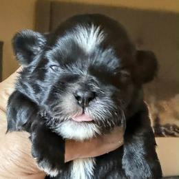 Rosco - Black and white male Shih Tzu puppy in Victorville, California from Precioustzus
