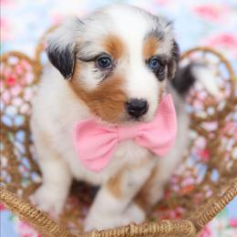 Holly - Blue merle female Australian Shepherd puppy in Georgetown, Texas from River Reign Australian Shepherds