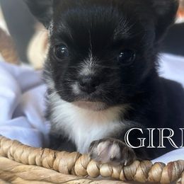 Chihuahua and Miniature Schnauzer Puppies from Tuck’s Farmstead