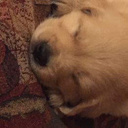 Golden Retriever Puppies from Huntleigh Goldens
