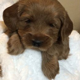 Australian Labradoodle Puppies from Gabby Jack Ranch