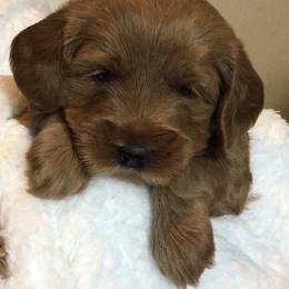 Australian Labradoodle Puppies from Gabby Jack Ranch