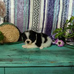 Raya - Black parti female Pomeranian puppy in Ada, Oklahoma from Once Upon A Fluff
