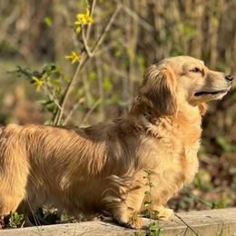 Olivia - Dachshund