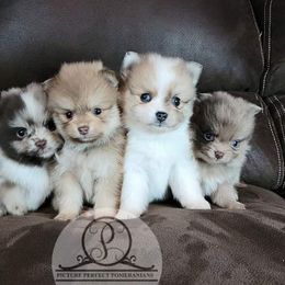 Pomeranian Puppies from Picture Perfect Pomeranians