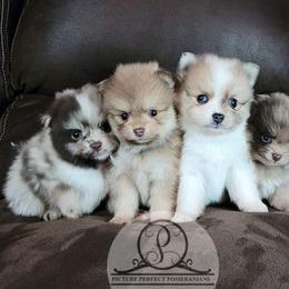 Pomeranian Puppies from Picture Perfect Pomeranians