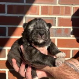 Blue - Sable and white male Siberian Husky puppy in Virginia Beach, Virginia from Fly Siberian