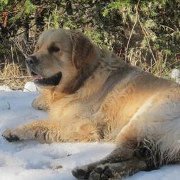 pax - Golden Retriever