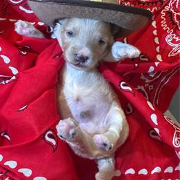 Boy 3 - Champagne male Maltipoo puppy in Cottondale, Florida from Pat’s precious puppies