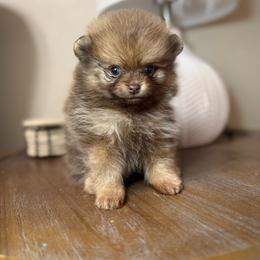 Kaya - Chocolate and tan female Pomeranian puppy in Phoenix, Arizona from Luxpomz