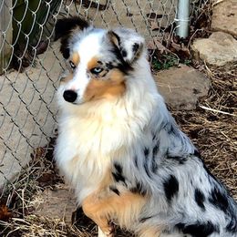 Killer - Miniature Australian Shepherd