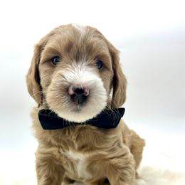 Flint - Apricot male Goldendoodle puppy in Travelers Rest, South Carolina from Bailey Mountain Doodles