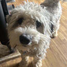 Sheepadoodle puppies from Saddle Mountain Doodles